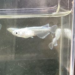 マリアージュキッシングワイドフィン若魚-10匹の画像