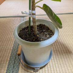 観葉植物　ゴムの木　アルテシマの画像