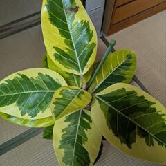 観葉植物　ゴムの木　アルテシマの画像