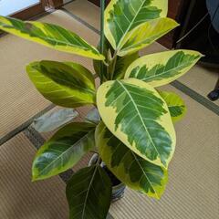 観葉植物　ゴムの木　アルテシマの画像