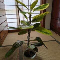 観葉植物　ゴムの木　アルテシマの画像