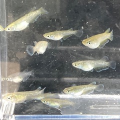 フロマージュ・オランジェ若魚-10匹の画像