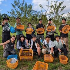 簡単！美しい農園で、アーモンドの手摘み収穫を一緒にしてくれませんか？【9月中旬まで募集】の画像