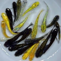20匹+α メダカ　【現物】ミックス　めだか　ラメ系　ワイドフィン系　ヒレ長系の画像