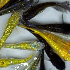 20匹+α メダカ　【現物】ミックス　めだか　ラメ系　ワイドフィン系　ヒレ長系の画像