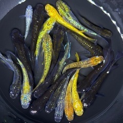 20匹+α メダカ　【現物】ミックス　めだか　ラメ系　ワイドフィン系　ヒレ長系の画像