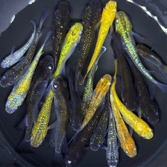 20匹+α メダカ　【現物】ミックス　めだか　ラメ系　ワイドフィン系　ヒレ長系の画像