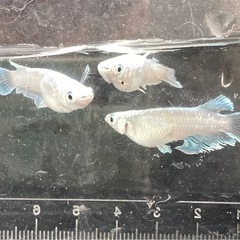エメキン成魚-5匹の画像