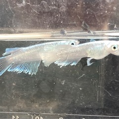 エメキン成魚-5匹の画像