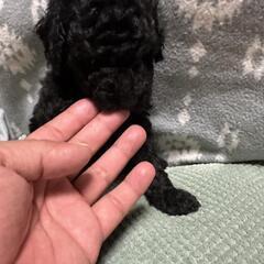 トイプードル黒の♂︎︎ ♀