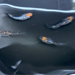 ○上州めだか様ブリード個体○【蒼煌】4匹セットの画像
