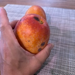 マンゴー 430g前後 2個の画像