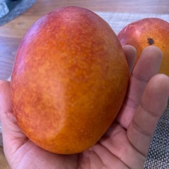 マンゴー① 530g前後 2個の画像