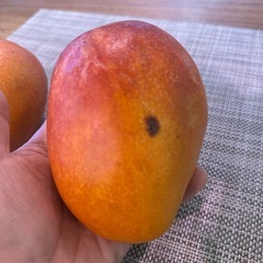 マンゴー① 530g前後 2個の画像
