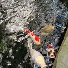 錦鯉4匹の画像