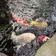 錦鯉4匹の画像