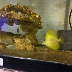 県産ゴマハギイエローの画像