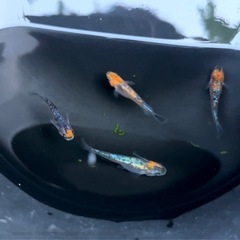 ○上州めだか様ブリード個体○【蒼煌】4匹セットの画像