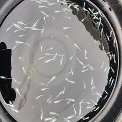 メダカ【エメキン】取引決定の画像