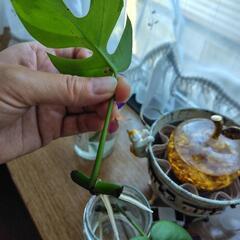 ヒメモンステラ🌿発根済みの画像