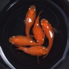 ⭐️紅帝ダルマ⭐️5匹　種親の画像