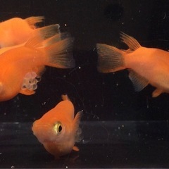 ⭐️紅帝ダルマ⭐️5匹　種親の画像