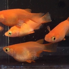 ⭐️紅帝ダルマ⭐️5匹　種親の画像