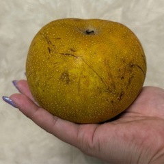 【安売り】1袋5個入り幸水の画像