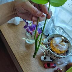 ヒメモンステラ🌿発根済の画像