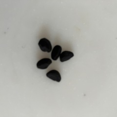 【条件付き無償】朝顔の種10粒 の画像