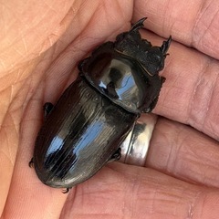 [国産オオクワガタNO:166]能勢産♀単品 の画像