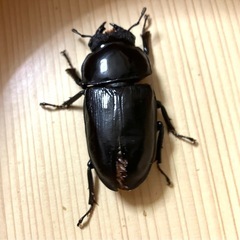 ‼️オオクワガタ ペア ♂77.5 ♀55Ｂ（shima川西）＋飼育ケース・飼育マット・プロゼリー付きの画像