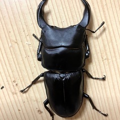 ‼️オオクワガタ ペア ♂77.5 ♀55Ｂ（shima川西）＋飼育ケース・飼育マット・プロゼリー付きの画像
