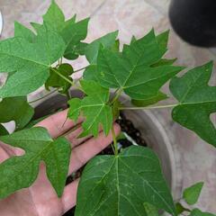 レッドパパイヤの苗　６本　鉢ごとの画像