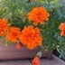 ランキングキーワードに紐づく投稿画像-観葉植物