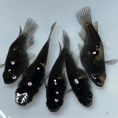 【メダカ】エンゼル1ペア ＋オロチダルマ5匹の画像