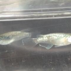 目高【メダカ】AZUMAメダカ様血統　カーバンクルブルー1ペアの画像