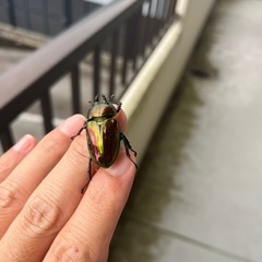 ニジイロクワガタの画像