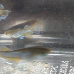 目高【メダカ】フロマージュキッシングタイプ　若魚4ペアの画像