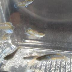 目高【メダカ】フロマージュキッシングタイプ　若魚4ペアの画像
