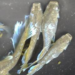 目高【メダカ】フロマージュキッシングタイプ　若魚4ペアの画像