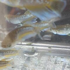 目高【メダカ】フロマージュキッシングタイプ　若魚4ペアの画像
