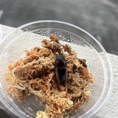 フルストルファーノコギリクワガタの画像
