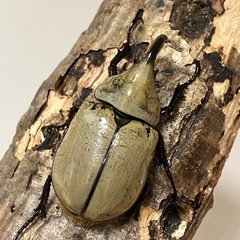グラントシロカブト成虫♂単品の画像