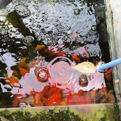 金魚　玉サバの画像