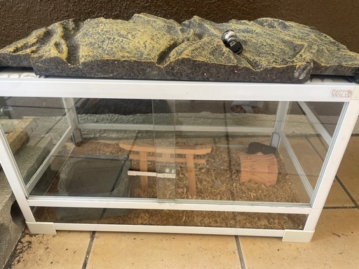 爬虫類　　ゲージ　蛇