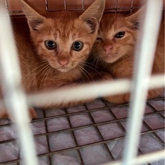 生後2ヶ月♡茶トラまみれ♡女の子♡男の子♡子猫