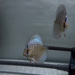 コバルトブルーディスカス
の画像