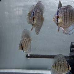 コバルトブルーディスカス
の画像