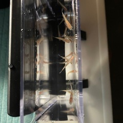 格安‼️王華(三色ラメ高級メダカ)若魚の画像